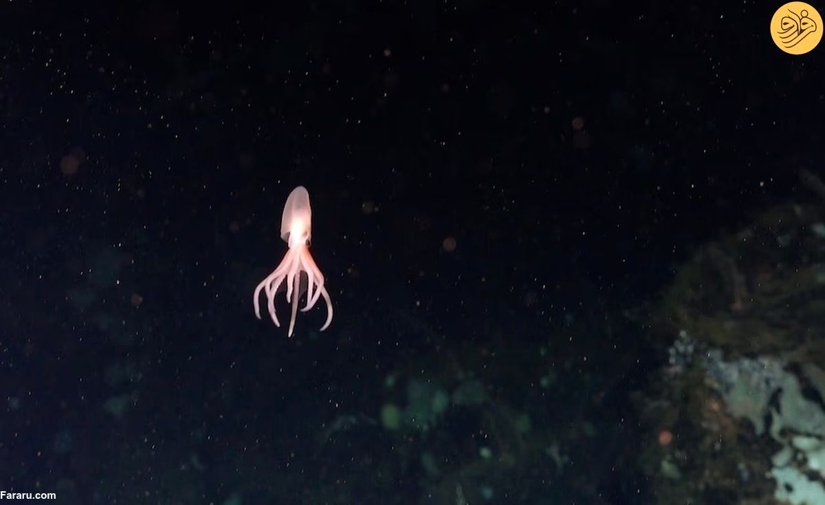 (ویدئو) کشف چهار گونه جدید اختاپوس در اعماق دریا