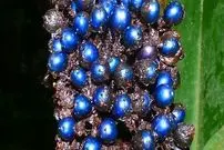 عکس| میوه مرموز آفریقایی که رنگ آبی ندارد؛ راز درخشان‌ترین موجود زنده چیست؟