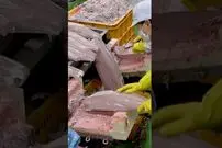 (ویدئو) مهارت این چند نفر در برش دیدنی ماهی تن های غول پیکر منجمد را ببینید