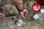 کشف «فکّ» یک و نیم میلیون سالۀ انسان در گرجستان