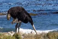 آیا شترمرغ‌ها واقعا موقع خطر سر خود را در شن فرو می‌برند؟ 