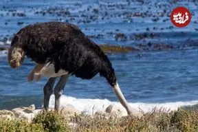 آیا شترمرغ‌ها واقعا موقع خطر سر خود را در شن فرو می‌برند؟ 