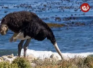 آیا شترمرغ‌ها واقعا موقع خطر سر خود را در شن فرو می‌برند؟ 