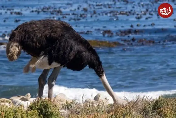 آیا شترمرغ‌ها واقعا موقع خطر سر خود را در شن فرو می‌برند؟ 