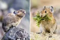 ببینید| پایکا؛ یک خرگوش وحشی که صدایی شبیه سوت دارد!