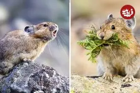 ببینید| پایکا؛ یک خرگوش وحشی که صدایی شبیه سوت دارد!