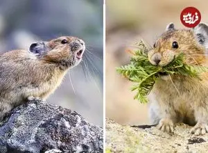 ببینید| پایکا؛ یک خرگوش وحشی که صدایی شبیه سوت دارد!