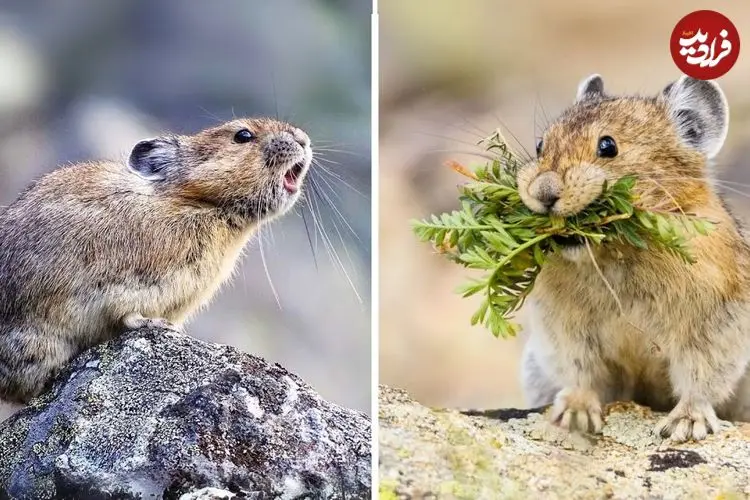 ببینید| پایکا؛ یک خرگوش وحشی که صدایی شبیه سوت دارد!