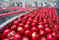 ببینید| چگونه آمریکایی ها هزاران تن انار را برداشت و فرآوری می کنند؟