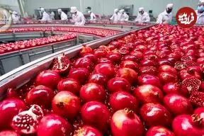 ببینید| چگونه آمریکایی ها هزاران تن انار را برداشت و فرآوری می کنند؟