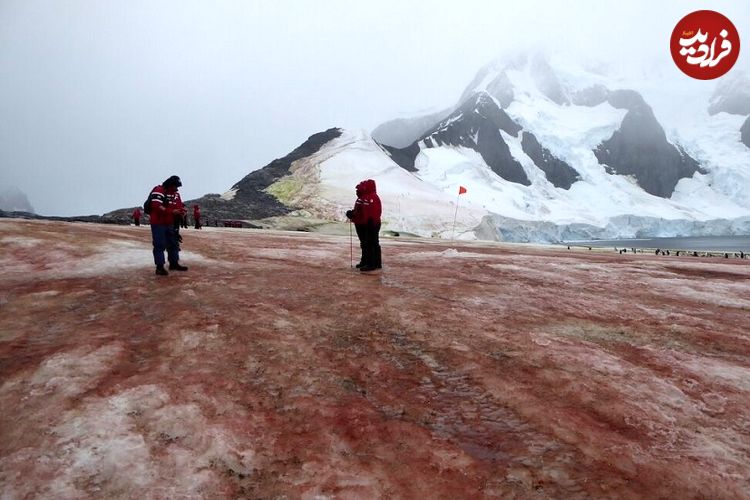 (تصاویر) راز «برف‌‌های سبز» و «برف‌های خونین» در قطب جنوب چیست؟