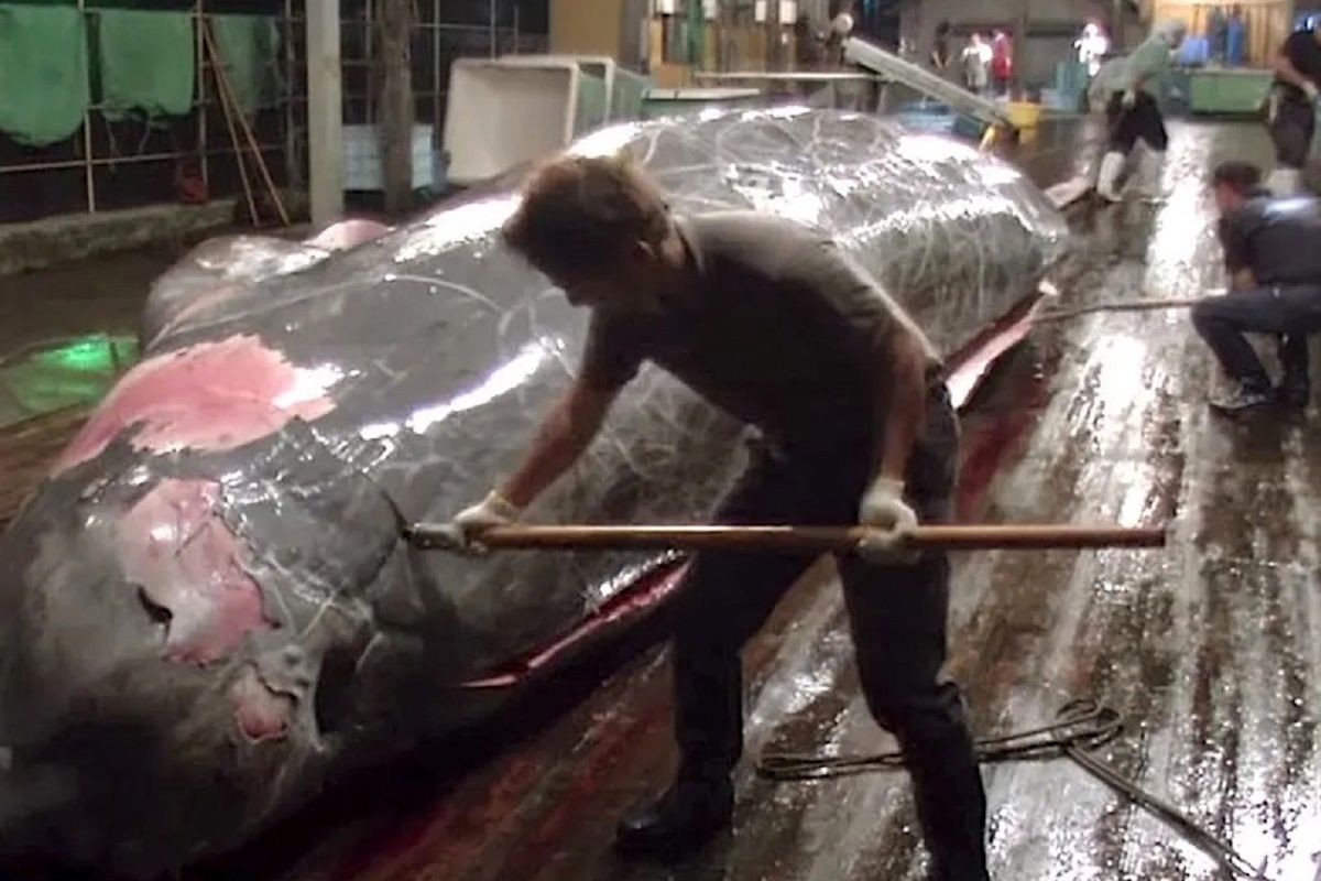 (ویدئو) قطعه قطعه کردن ماهرانه یکی از بزرگترین ماهی های صید شده جهان