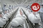 ببینید| چگونه چینی ها هزاران خرگوش را برای تولید گوشت پرورش می دهند؟