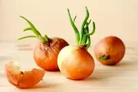 آیا می‌توان پیاز جوانه‌زده را مصرف کرد؟ 