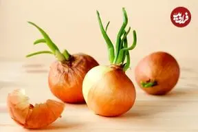 آیا می‌توان پیاز جوانه‌زده را مصرف کرد؟ 