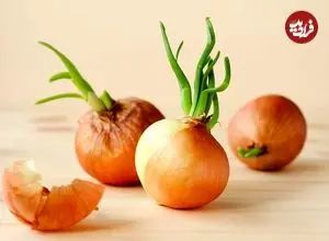 آیا می‌توان پیاز جوانه‌زده را مصرف کرد؟ 