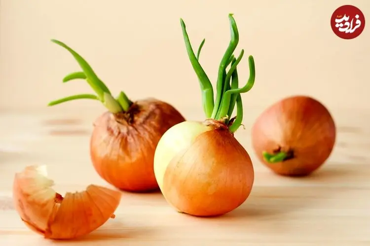 آیا می‌توان پیاز جوانه‌زده را مصرف کرد؟ 