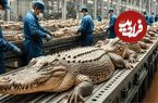 ببینید| نگاهی به مراحل پرورش کروکودیل برای گوشت و پوست در مزارع برزیل
