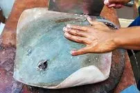 ببینید| غذای خیابانی در مالزی؛ پخت دو نوع غذا با سفره ماهی در کوالالامپور