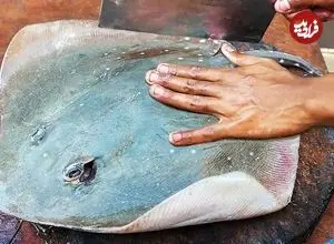 ببینید| غذای خیابانی در مالزی؛ پخت دو نوع غذا با سفره ماهی در کوالالامپور