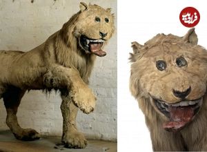 ( عکس) شیر قلعه گریپسهولم ؛ از بدترین نمونه های تاکسیدرمی در جهان که سوژه خنده است! 