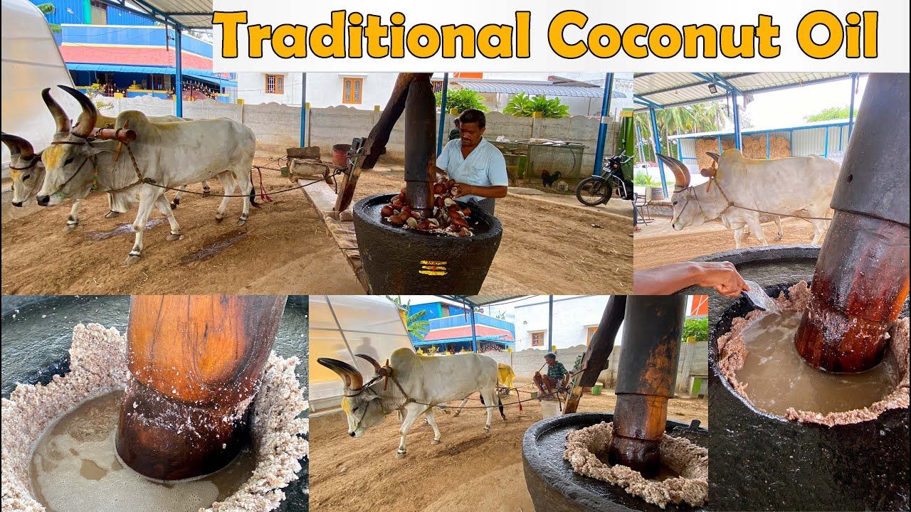(ویدئو) روش سنتی و جالب گرفتن روغن نارگیل با استفاده از گاو