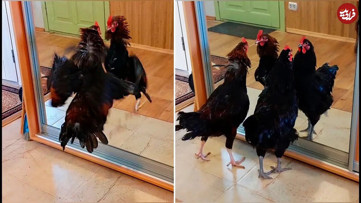 (ویدئو) وقتی مرغ و خروس های بامزه در آینه با خودشان دعوا می گیرند!