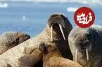 ببینید| مستند حیات وحش؛ تلاش خرس قطبی گرسنه برای کشتن شیرهای دریایی