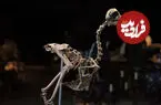 تصاویر| داستان تلخ 8 حیوانی که قربانی زیاده خواهی انسان شدند