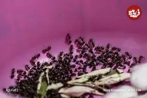 ببینید|  تلاش ناکام برای قاچاق بیش از دو هزار مورچه زنده