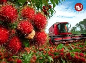 ببینید| چگونه تایلندی ها میلیون ها میوه رامبوتان را برداشت و فرآوری می کنند؟