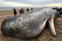 ببینید| کشف لاشه یک نهنگ عنبر در شمال غزه