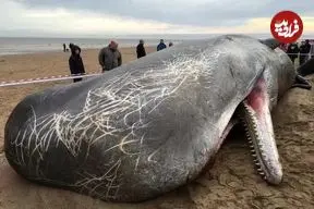 ببینید| کشف لاشه یک نهنگ عنبر در شمال غزه