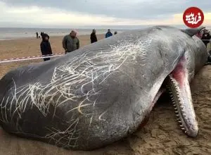 ببینید| کشف لاشه یک نهنگ عنبر در شمال غزه
