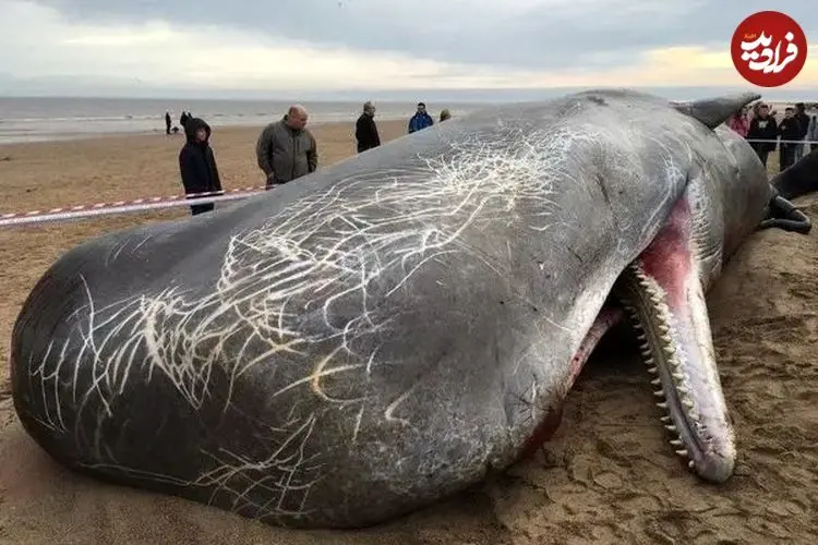 ببینید| کشف لاشه یک نهنگ عنبر در شمال غزه