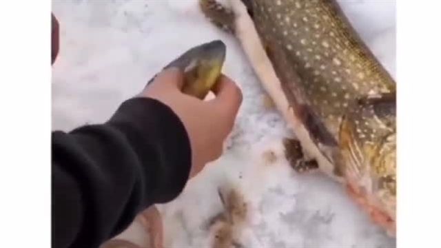 (ویدئو) لحظه ای عجیب از خارج شدن یک ماهی زنده از معده ماهی دیگر