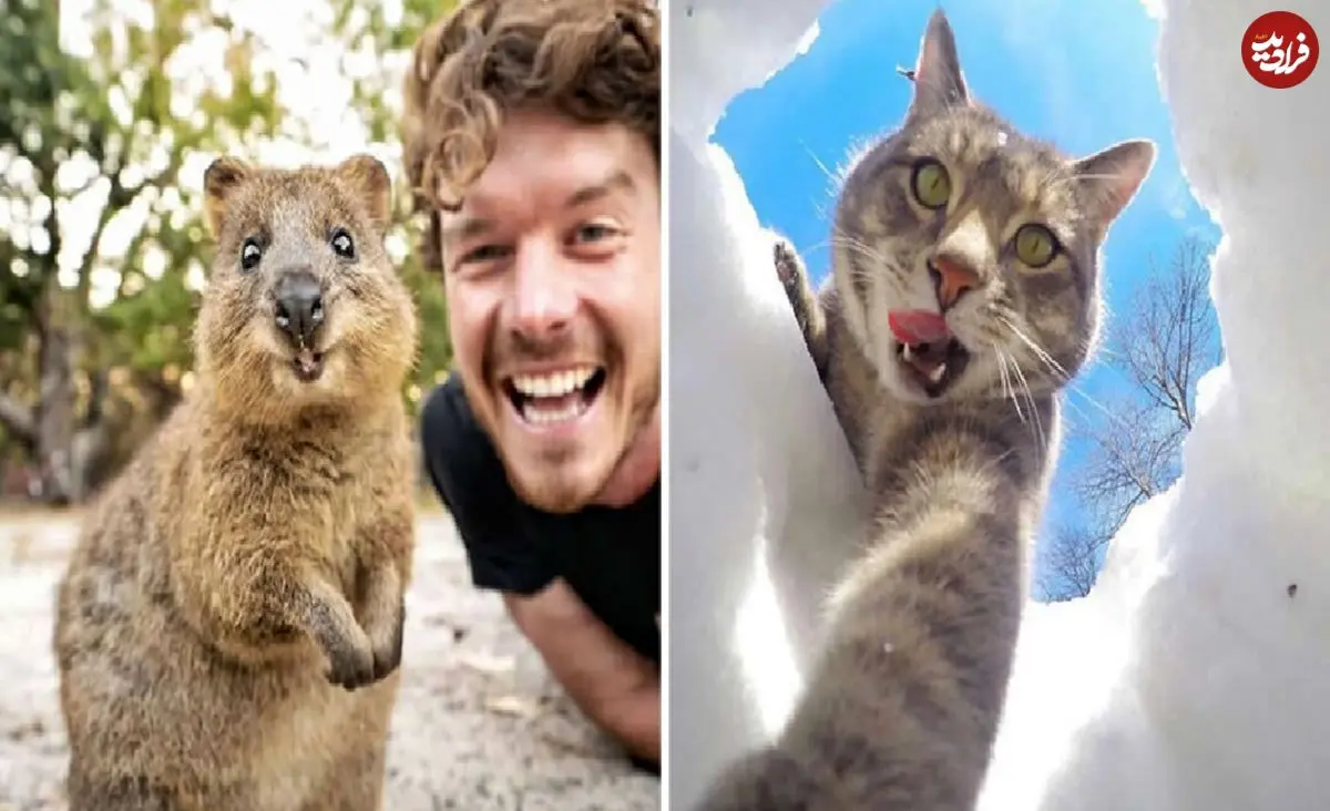 تصاویر؛ بامزه‌ترین عکس‌های «سلفی حیوانات»