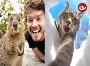 تصاویر؛ بامزه‌ترین عکس‌های «سلفی حیوانات»