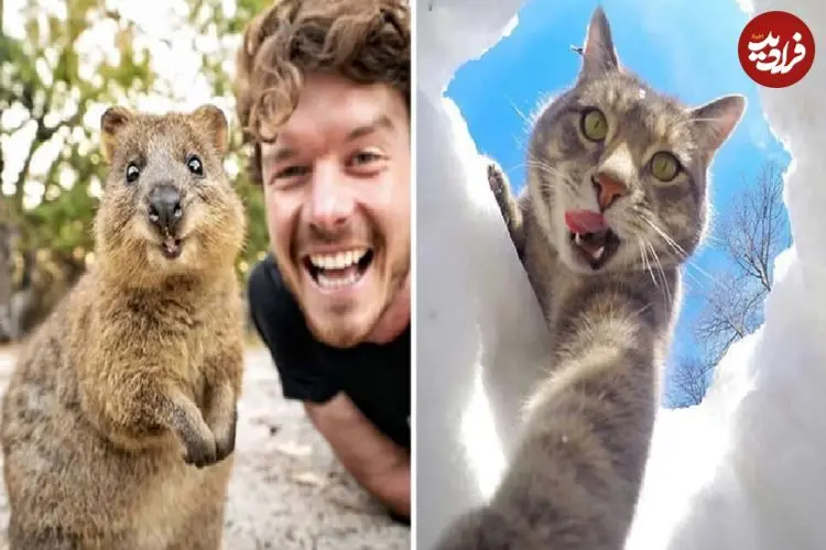 تصاویر؛ بامزه‌ترین عکس‌های «سلفی حیوانات»