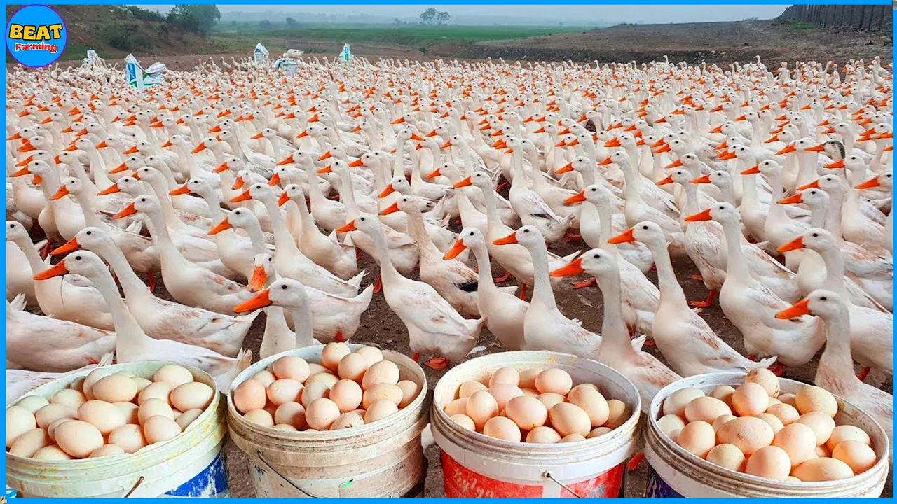 (ویدئو) فرآیند پرورش شگفت انگیز میلیون ها اردک در مزارع چین