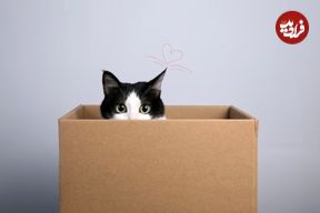 ۶ دلیل که نشان می‌دهد چرا گربه‌ها عاشق جعبه هستند
