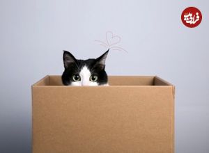 ۶ دلیل که نشان می‌دهد چرا گربه‌ها عاشق جعبه هستند