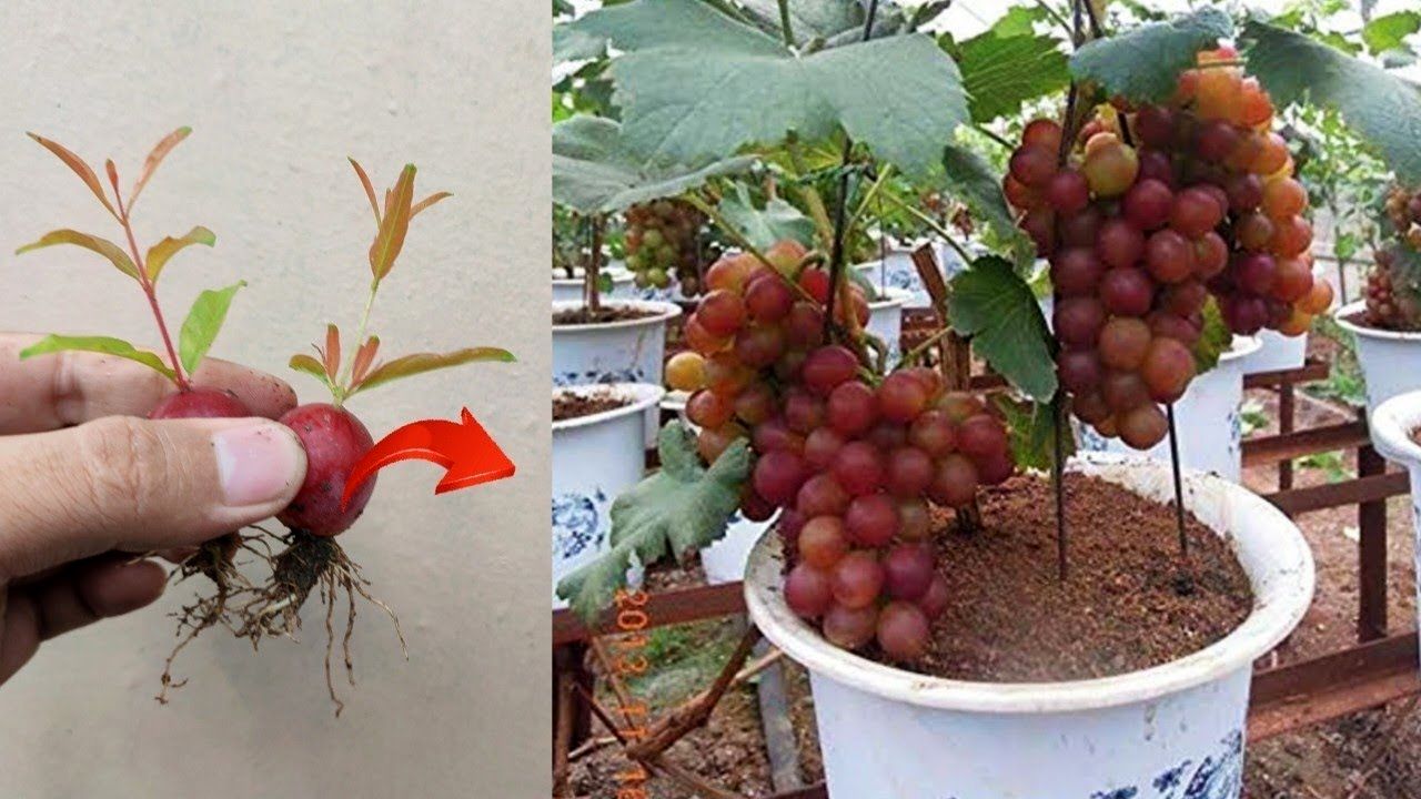 (ویدئو) چگونه خوشه انگور را در خانه بکاریم و مثل آب خوردن درخت انگور پرورش دهیم؟