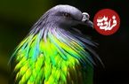 ببینید| 10 گونه از زیباترین و کمیاب ترین کبوترها که در طبیعت پیدا می شوند
