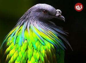 ببینید| 10 گونه از زیباترین و کمیاب ترین کبوترها که در طبیعت پیدا می شوند