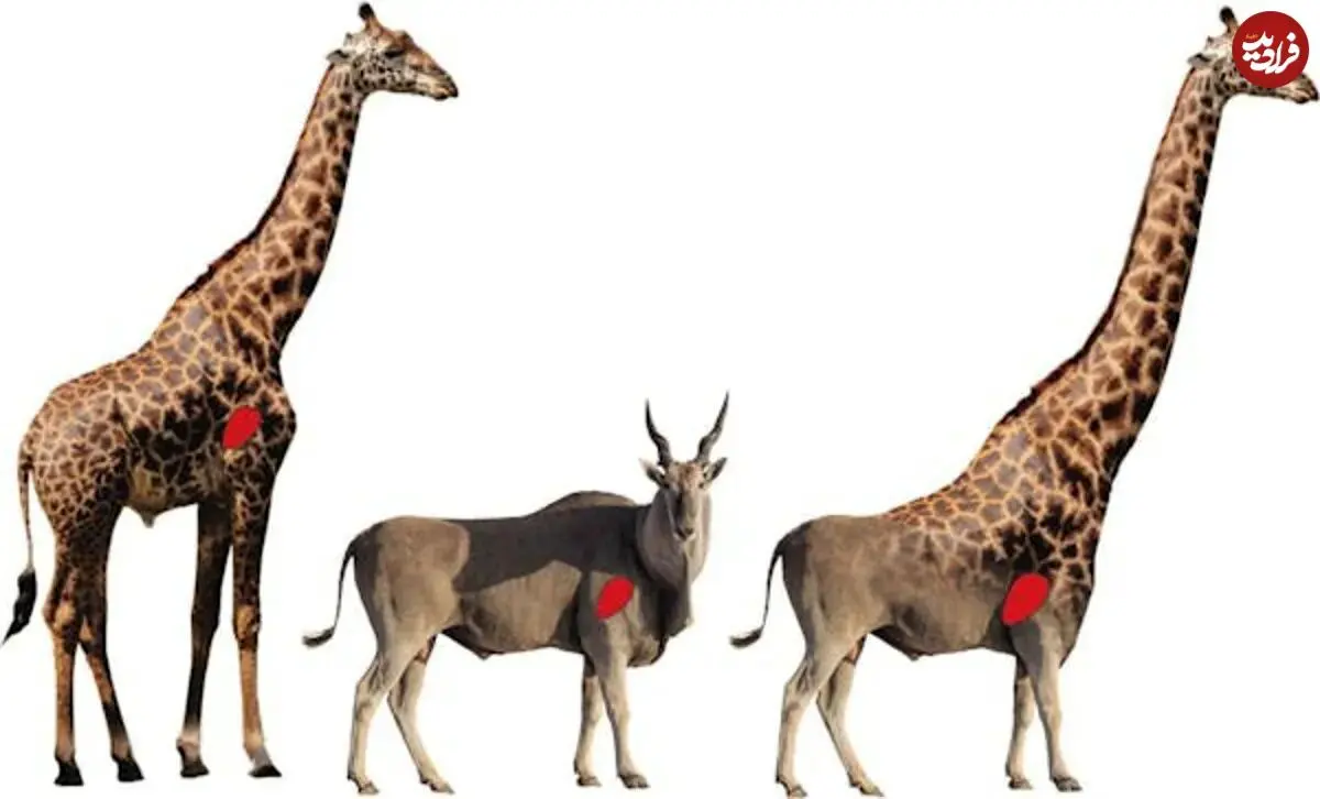 چرا زرافه‌ها گردن و پای چنین بلندی دارند؟