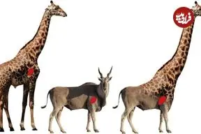 چرا زرافه‌ها گردن و پای چنین بلندی دارند؟