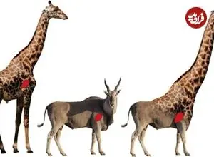 چرا زرافه‌ها گردن و پای چنین بلندی دارند؟