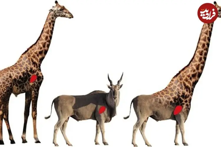 چرا زرافه‌ها گردن و پای چنین بلندی دارند؟