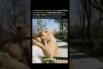 (ویدئو) واکنش احساسی دو شیر بعد از دیدن صاحب شان پس از 7 سال